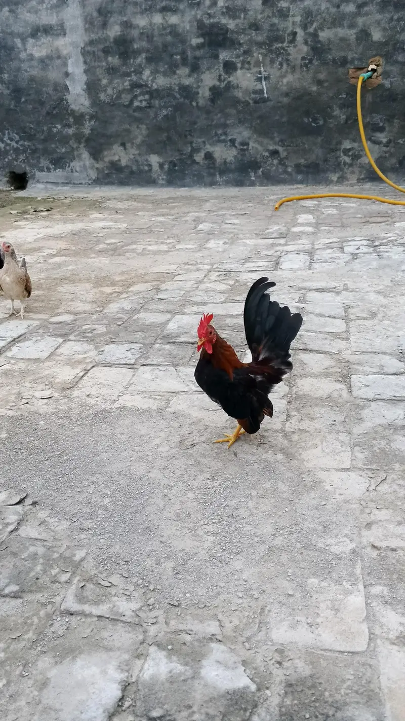 Serama Pair — photo 7