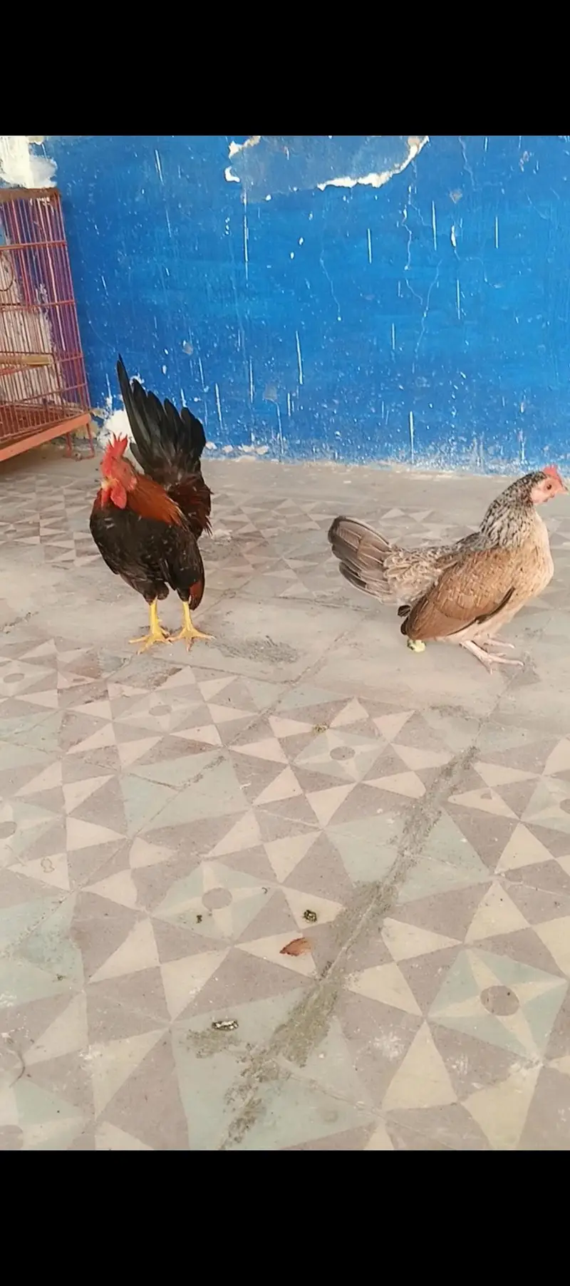 Serama Pair — photo 8