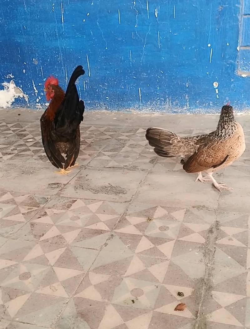 Serama Pair 9