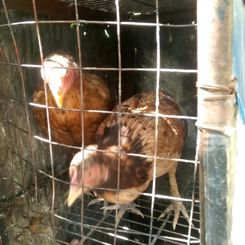 pure aseek murgi — photo 2