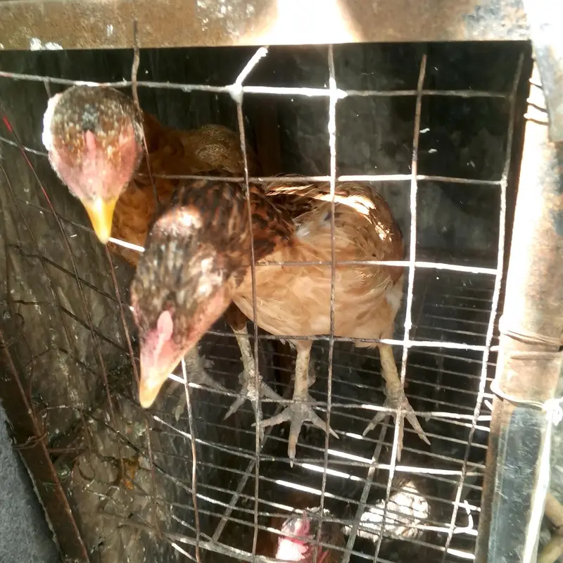 pure aseek murgi — photo 4