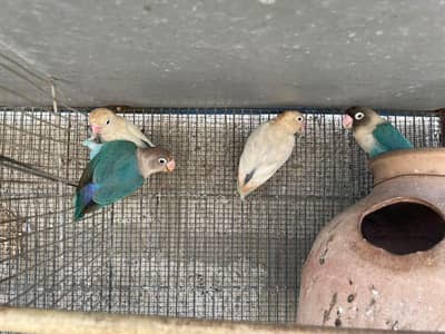 lovebird pair with chicks