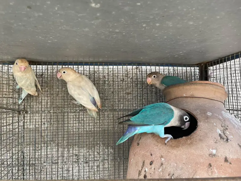 lovebird pair with chicks — photo 2