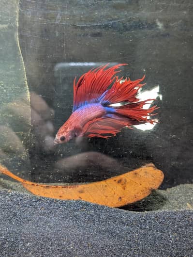Double Crowntail Betta Available