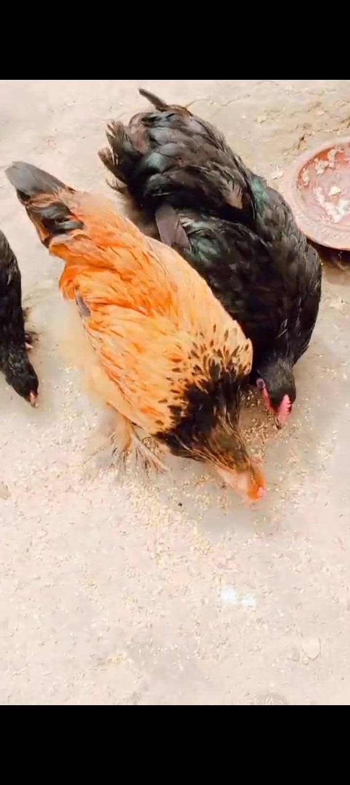 گولڈن اینڈ بلیک بف ریڈی ٹو بریڈ 8