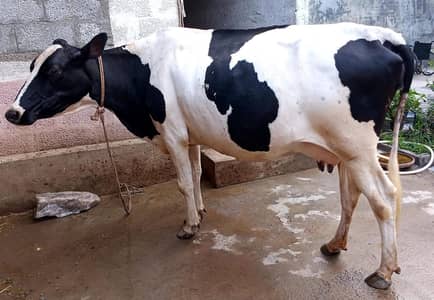 Mixed Australian Cow