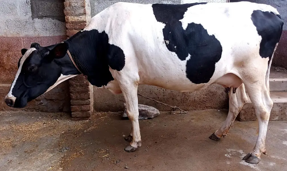 Mixed Australian Cow — photo 2
