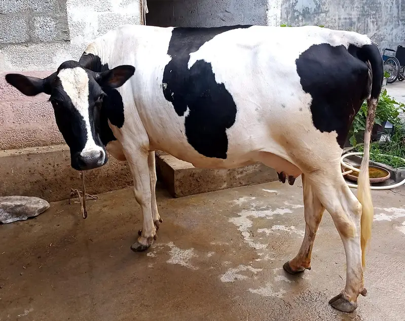 Mixed Australian Cow — photo 3