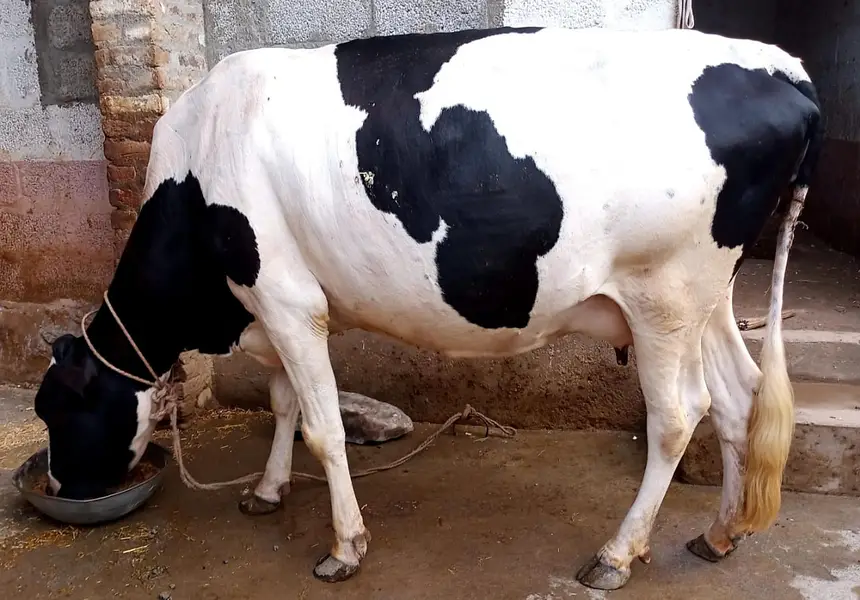 Mixed Australian Cow — photo 4