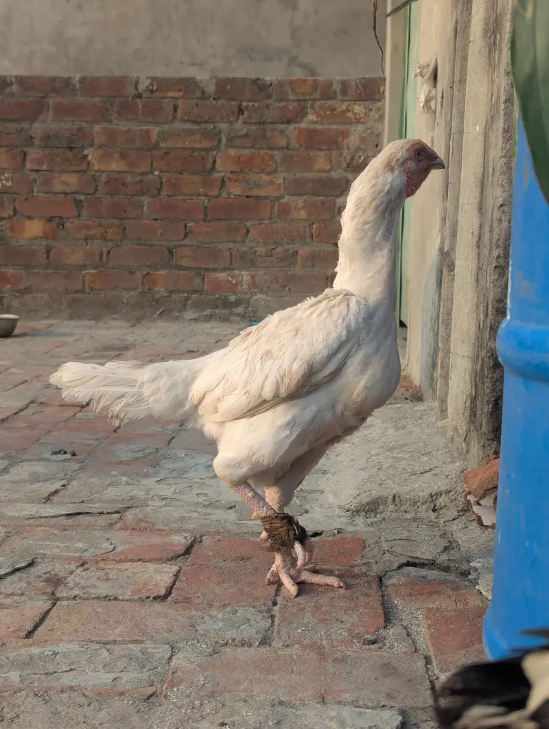 Aseel Hera — photo 3