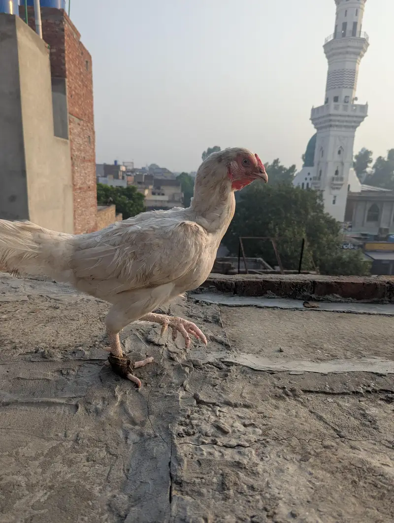 Aseel Hera — photo 10