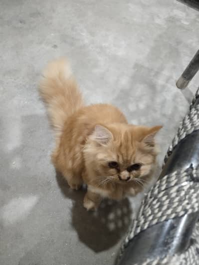 Female kitten 7month for sale active healthy loving playful