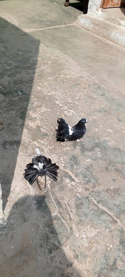 breeder pair for sale