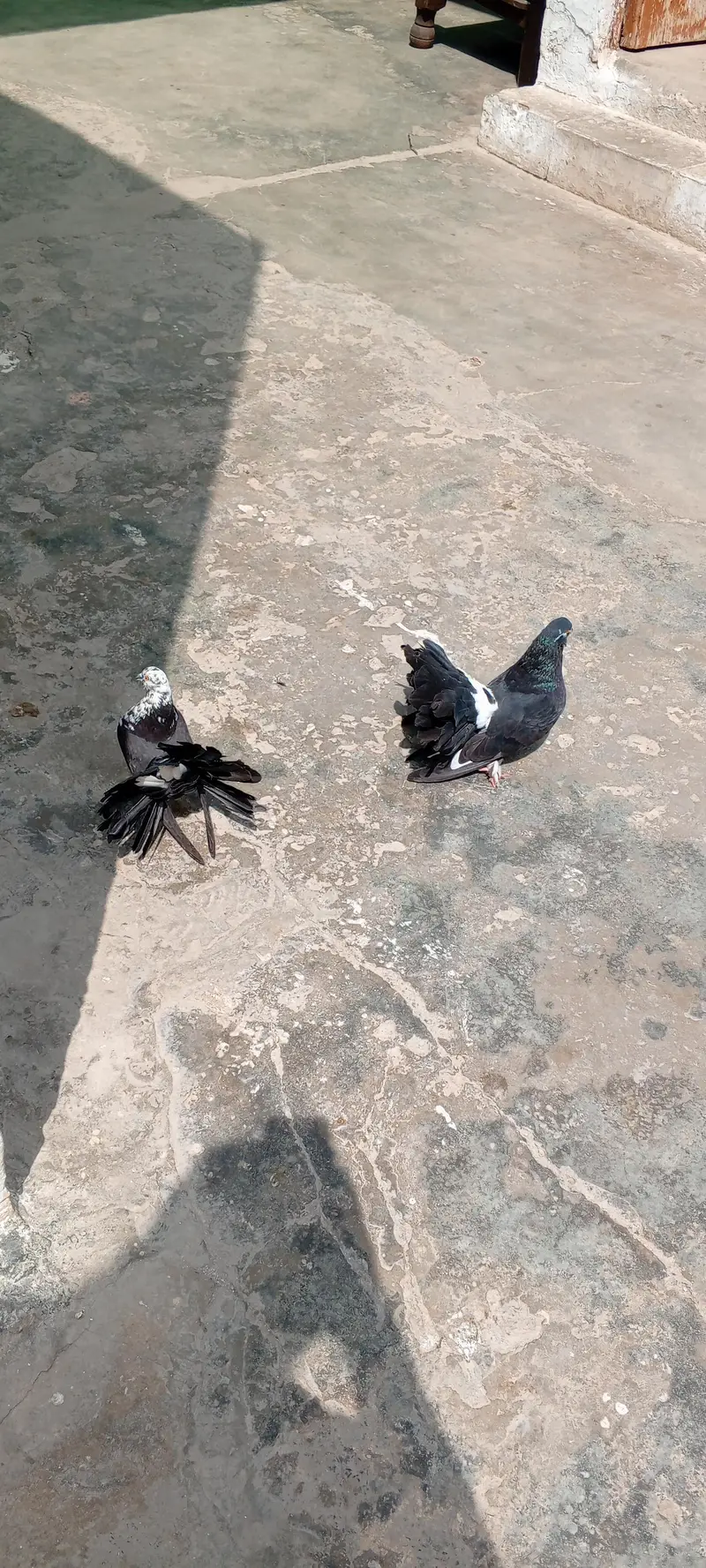 breeder pair for sale — photo 2