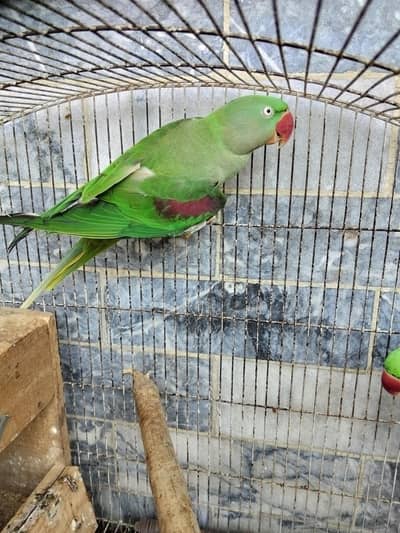 RAW PARROT ADULT PAIR