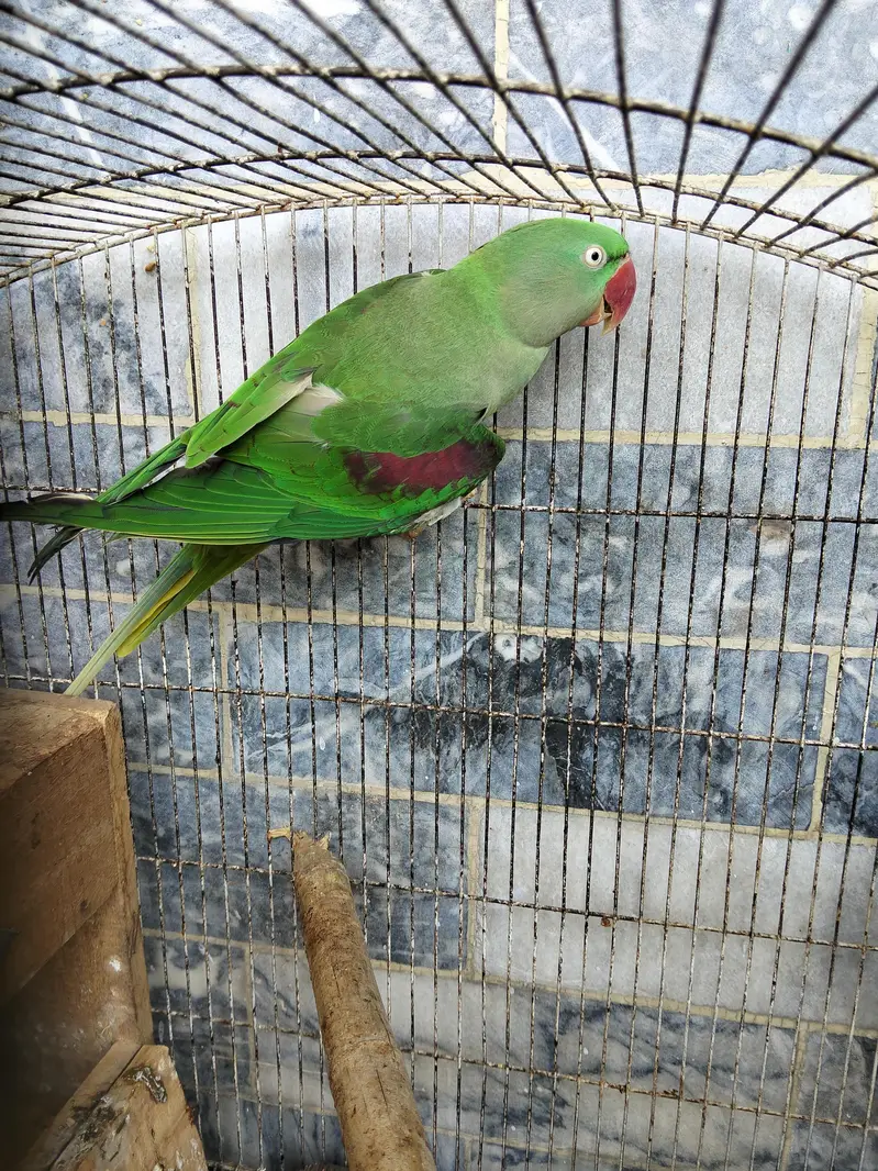 RAW PARROT ADULT PAIR — photo 2