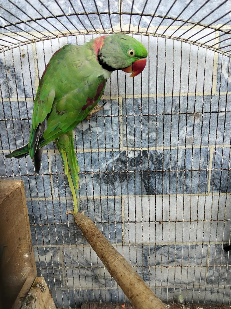 RAW PARROT ADULT PAIR — photo 3