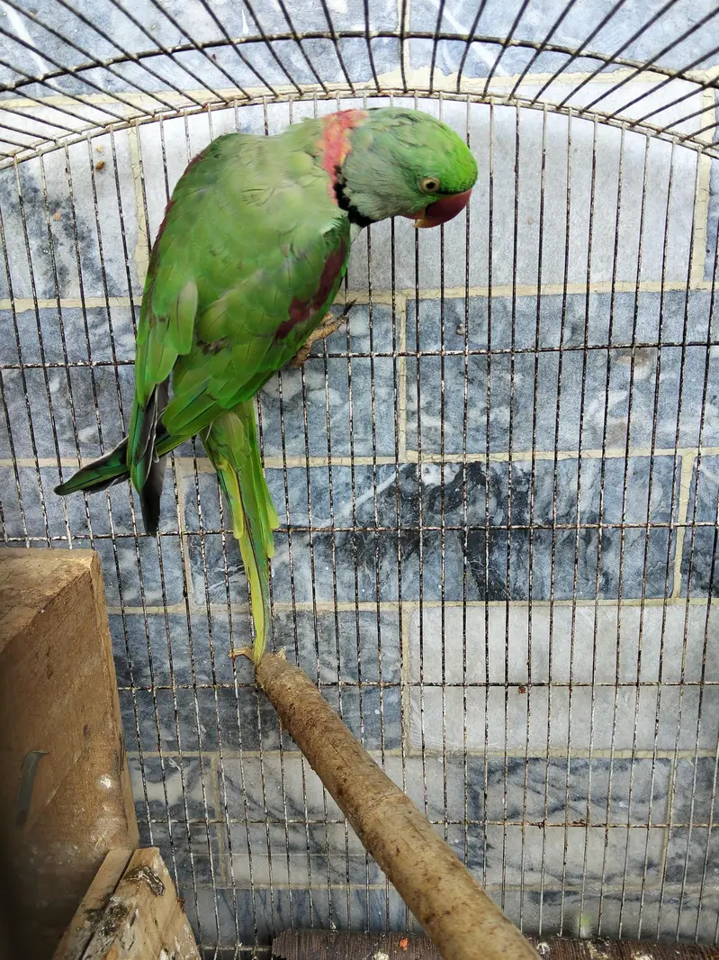 RAW PARROT ADULT PAIR — photo 4