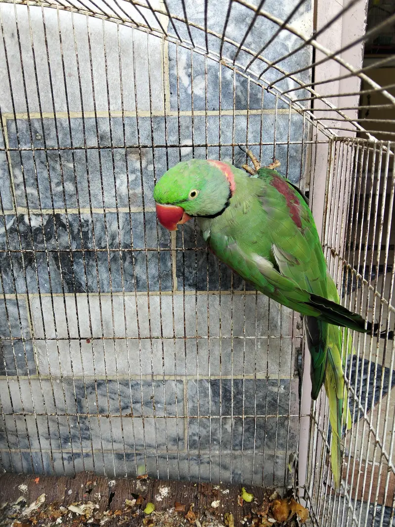 RAW PARROT ADULT PAIR — photo 5