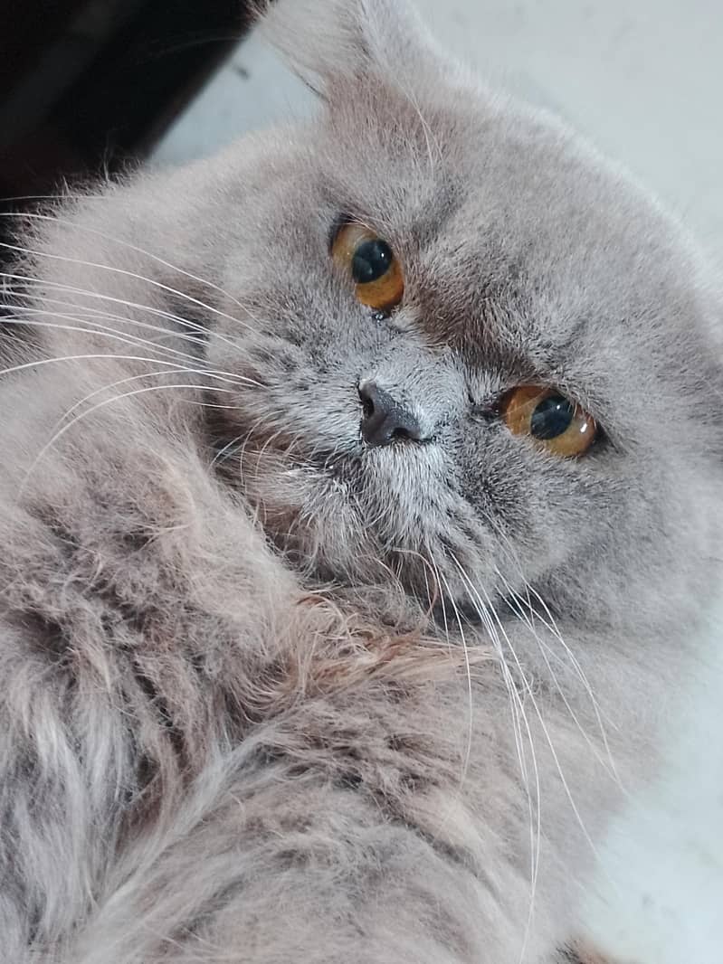 panch face cat 0