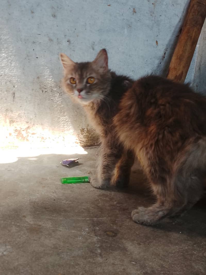 panch face cat 3