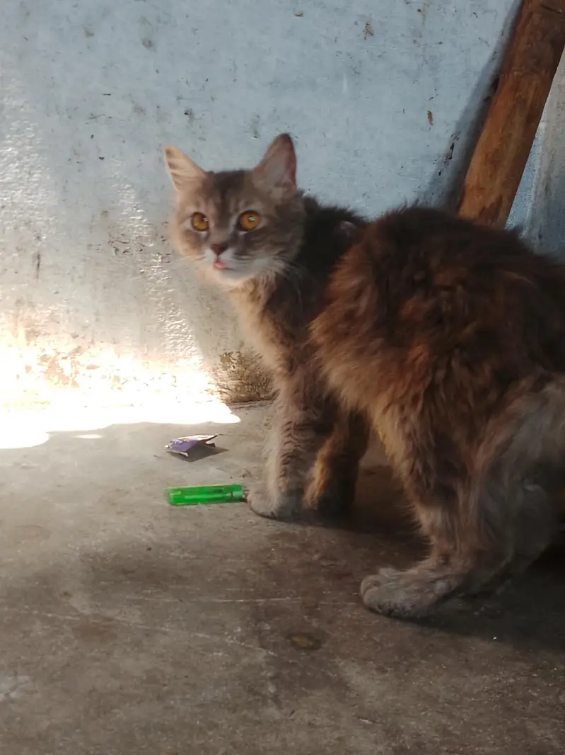 panch face cat — photo 4