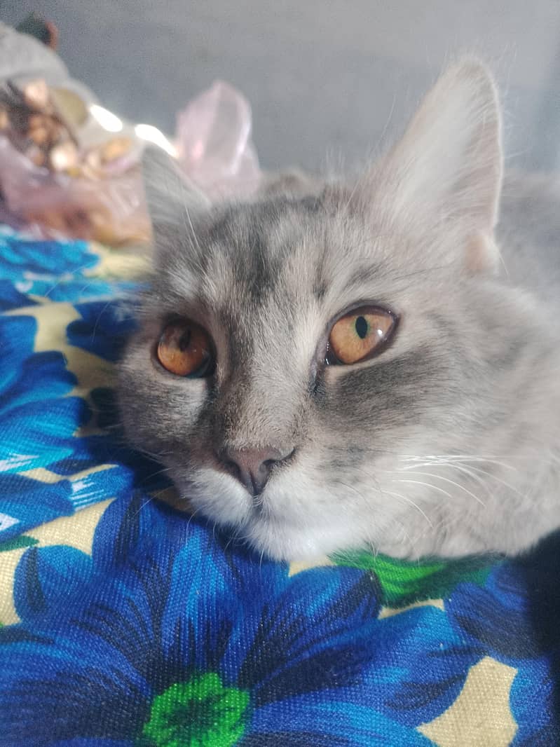panch face cat 5