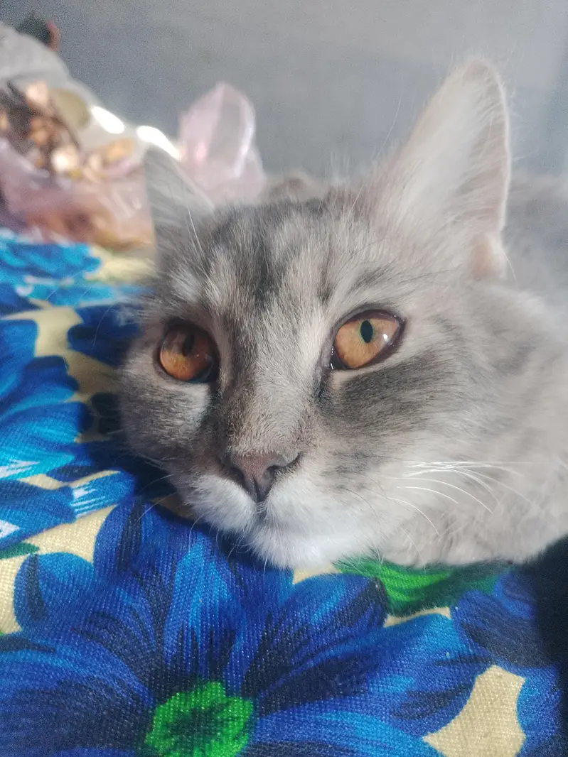 panch face cat — photo 6