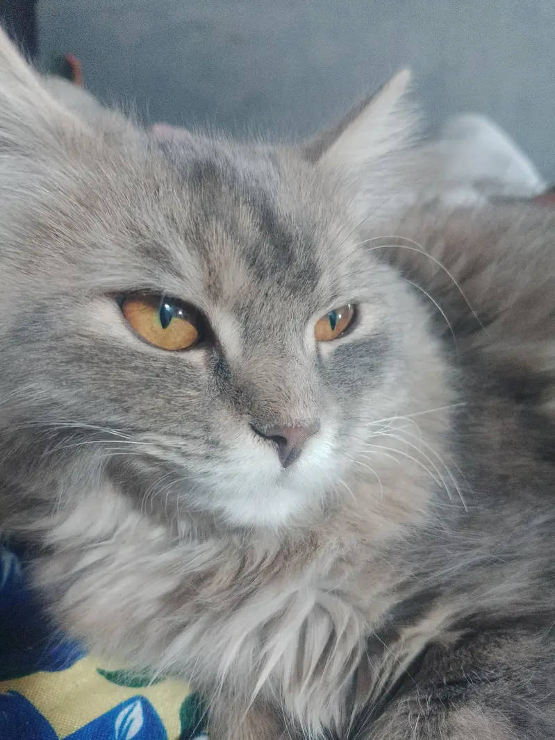 panch face cat — photo 7