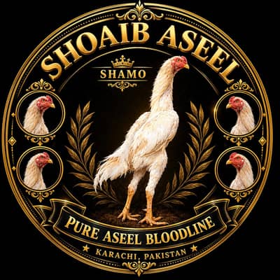 king size shamo  male  for sale