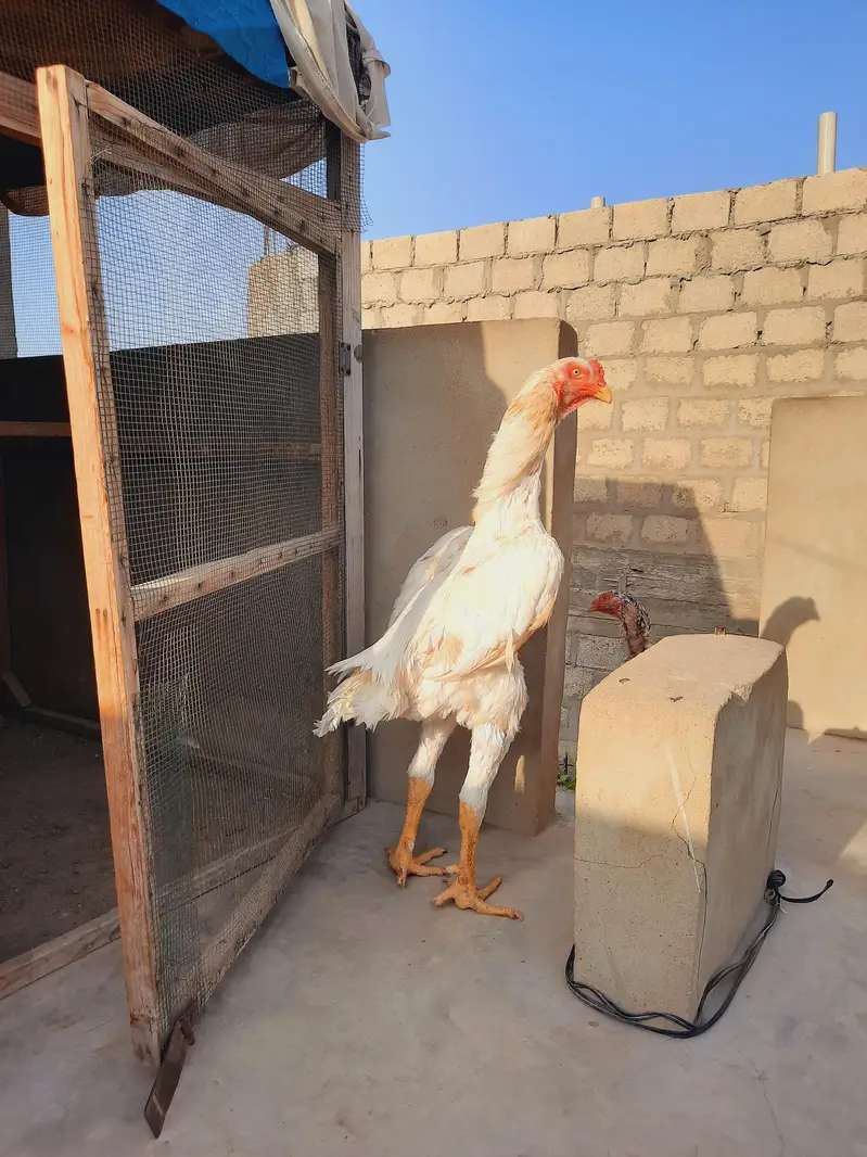 king size shamo  male  for sale — photo 4