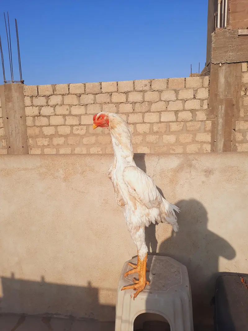 king size shamo  male  for sale — photo 5