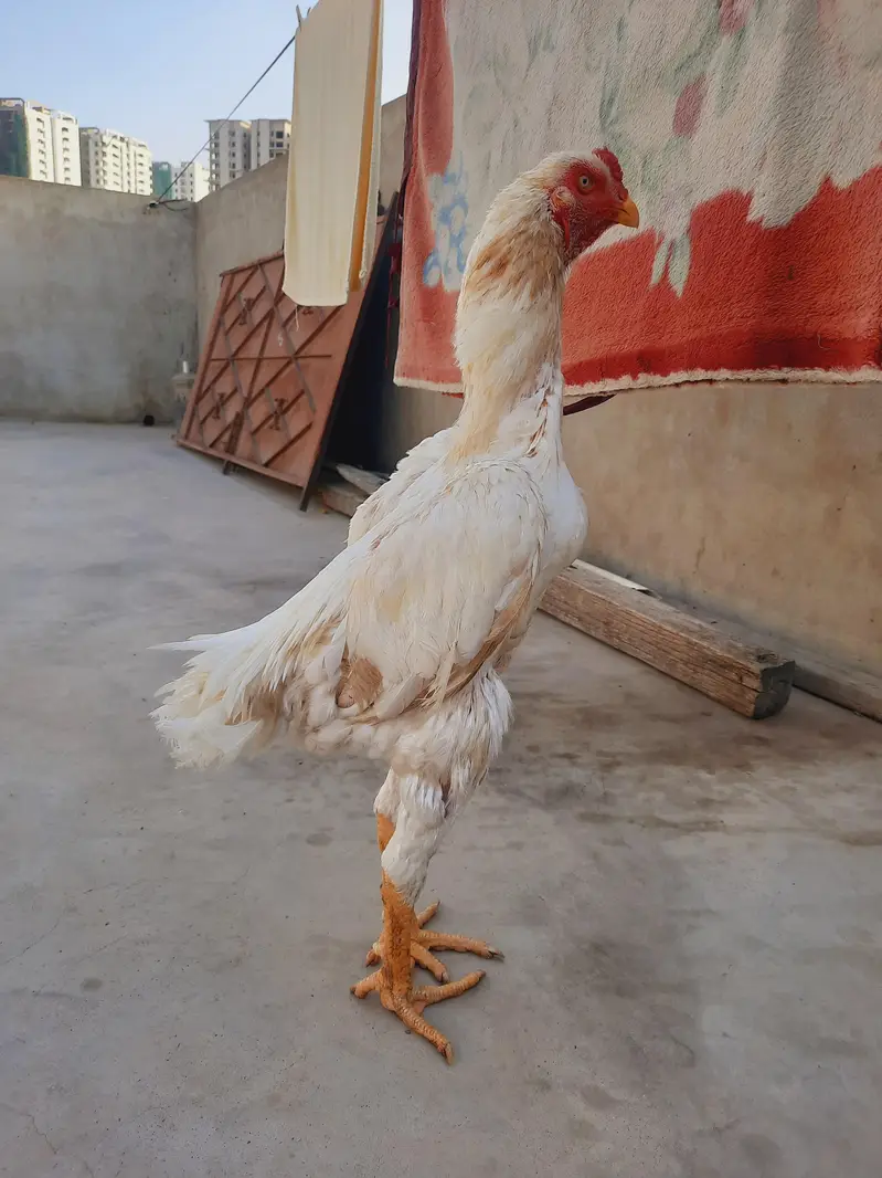 king size shamo  male  for sale — photo 8