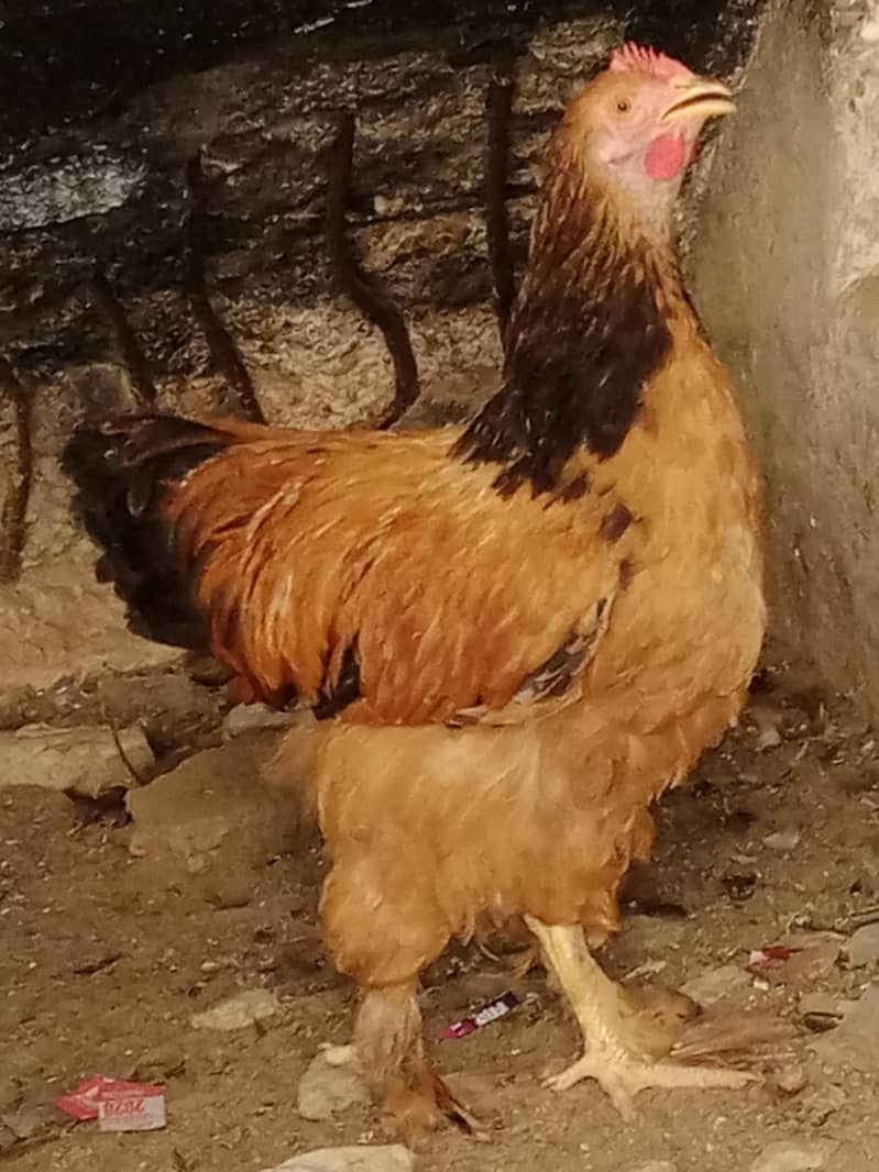 گولڈن اینڈ بلیک بف ریڈی ٹو بریڈ 1