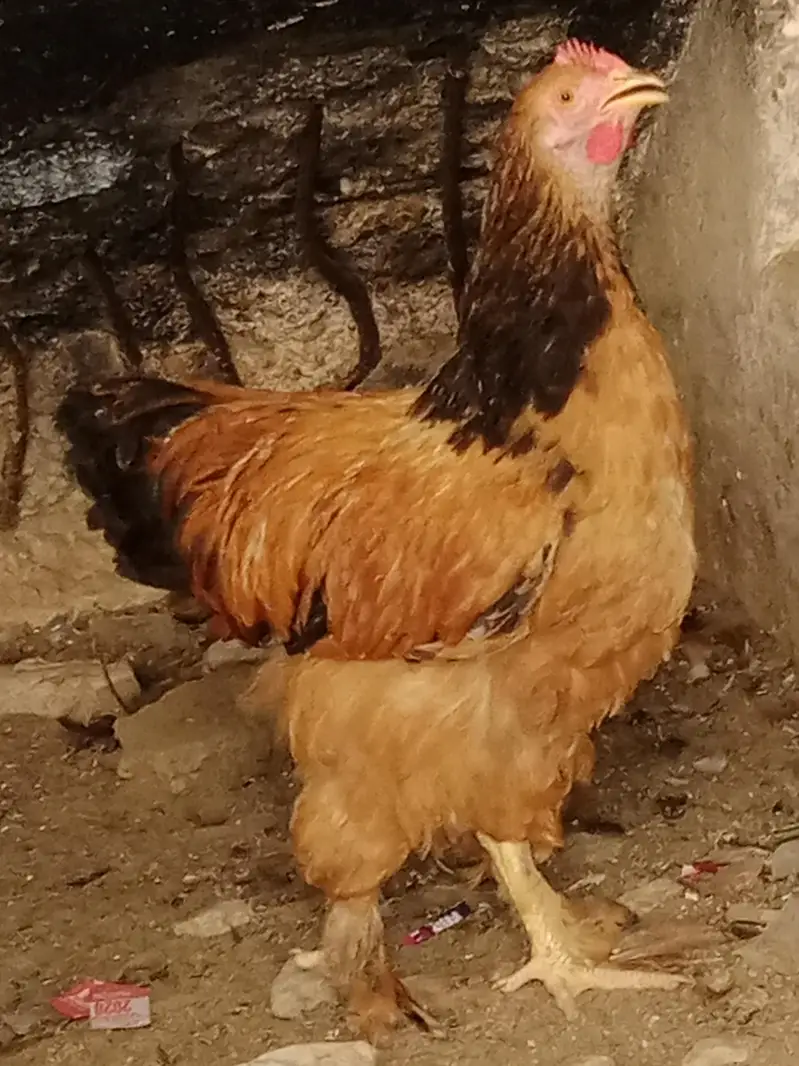 گولڈن اینڈ بلیک بف ریڈی ٹو بریڈ — photo 2