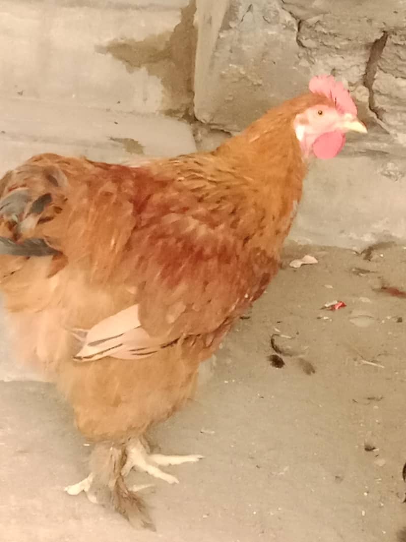گولڈن اینڈ بلیک بف ریڈی ٹو بریڈ 2