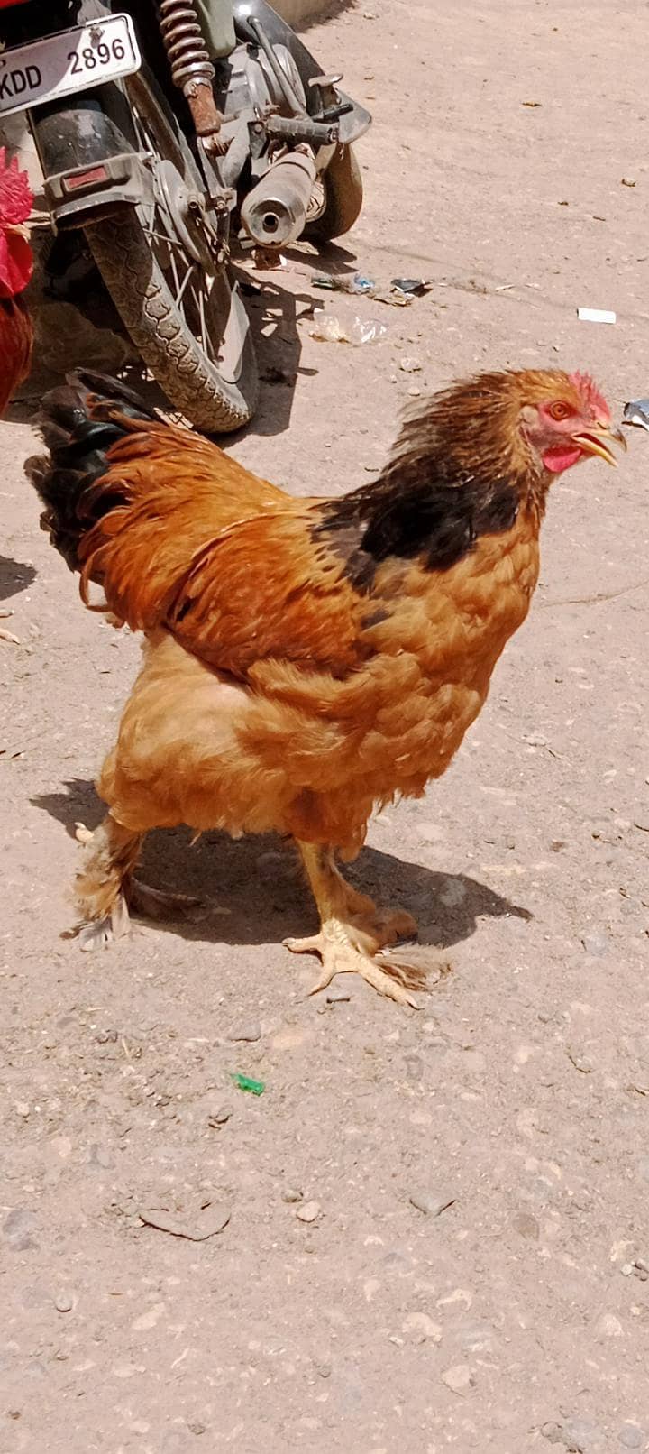 گولڈن اینڈ بلیک بف ریڈی ٹو بریڈ 3