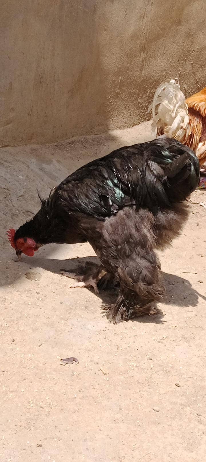 گولڈن اینڈ بلیک بف ریڈی ٹو بریڈ 4