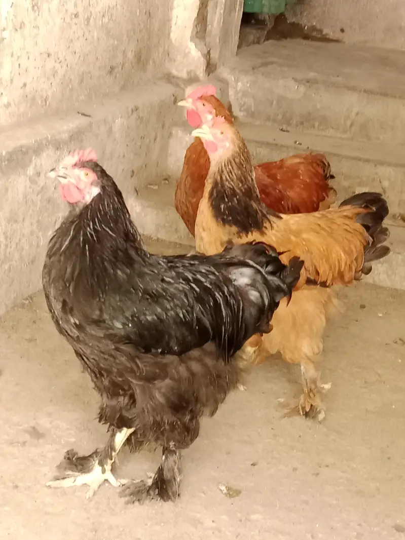 گولڈن اینڈ بلیک بف ریڈی ٹو بریڈ — photo 8