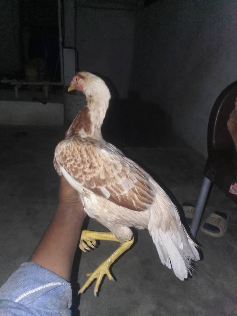 aseel pair 1