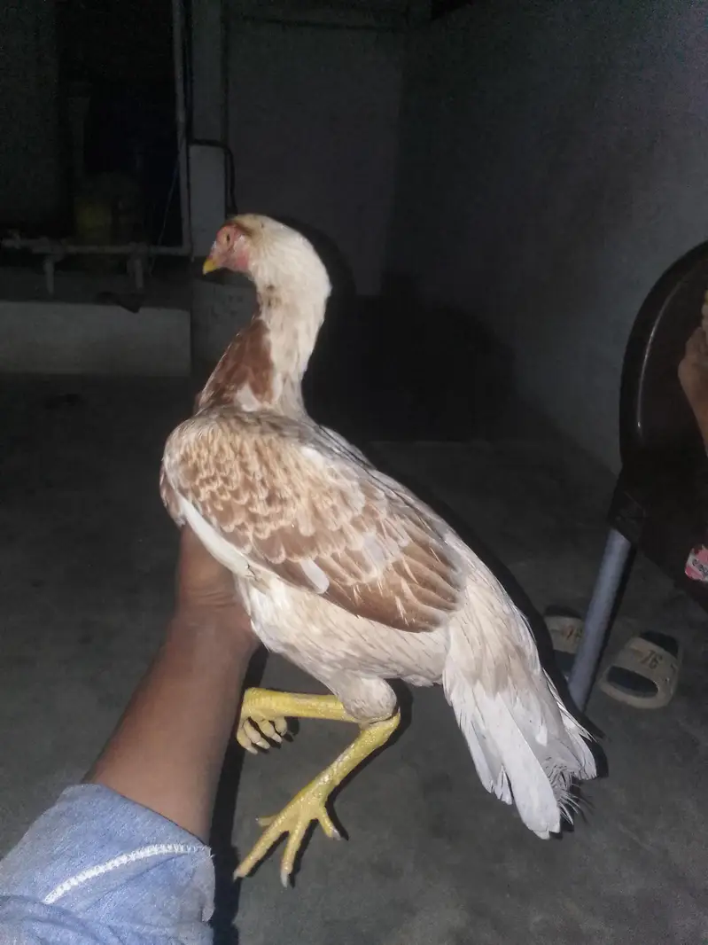 aseel pair — photo 2