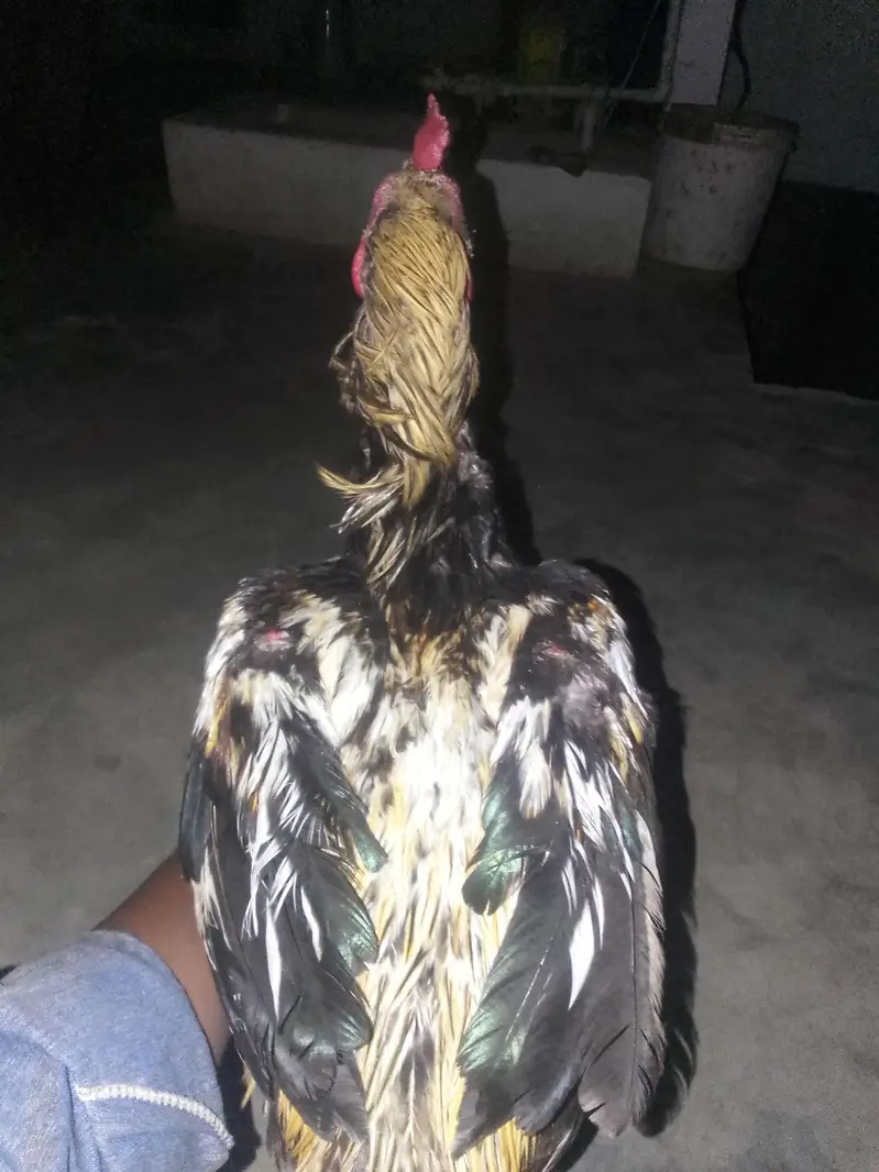 aseel pair — photo 4