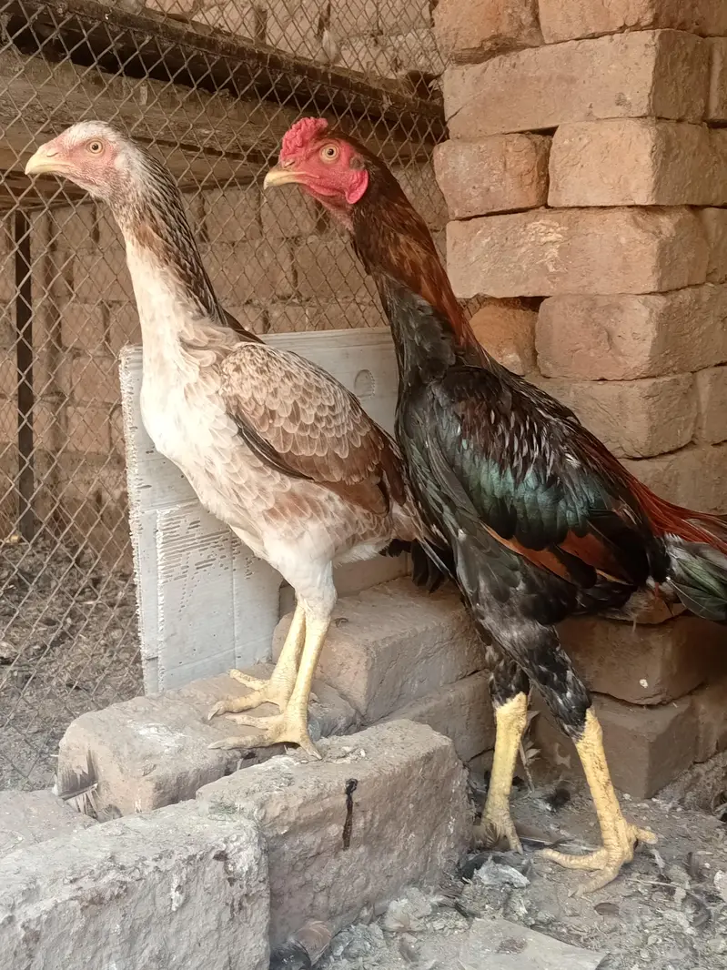 aseel — photo 3
