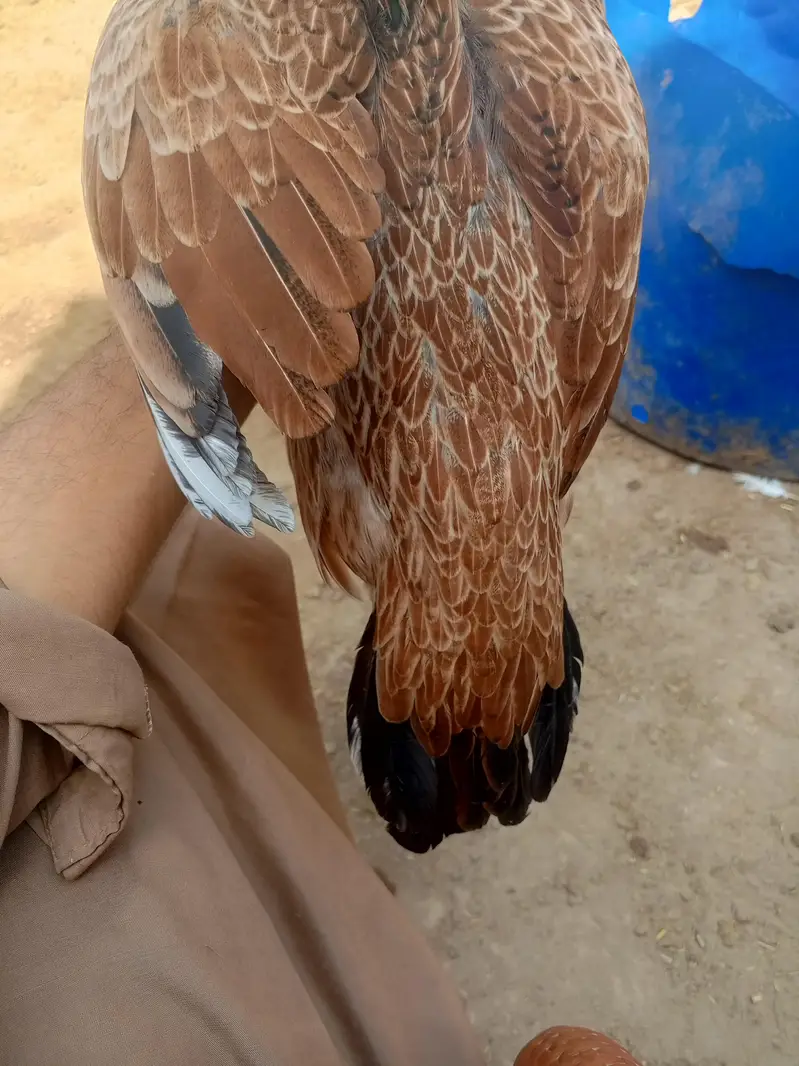 aseel — photo 5