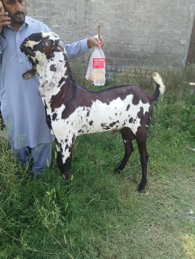 Beetal Breeder male