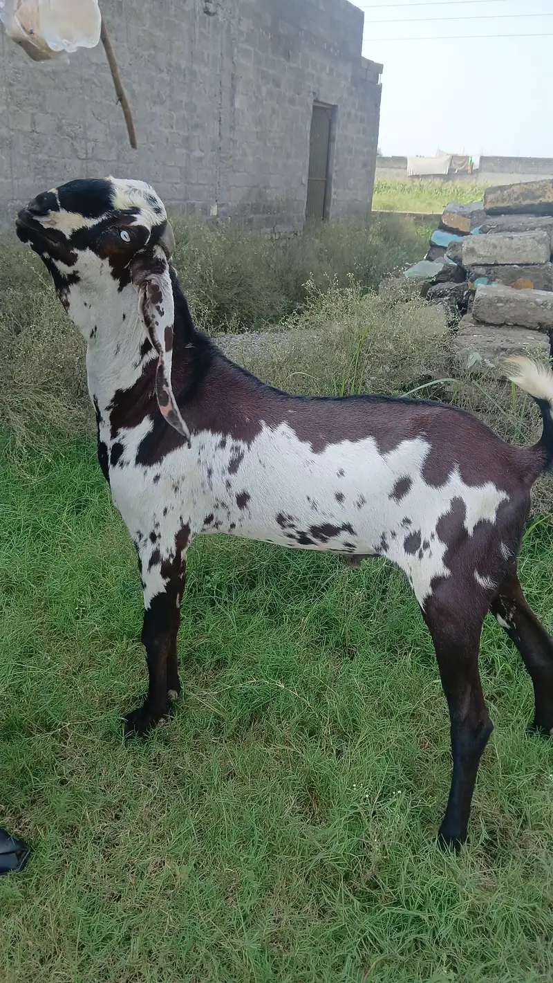 Beetal Breeder male — photo 2