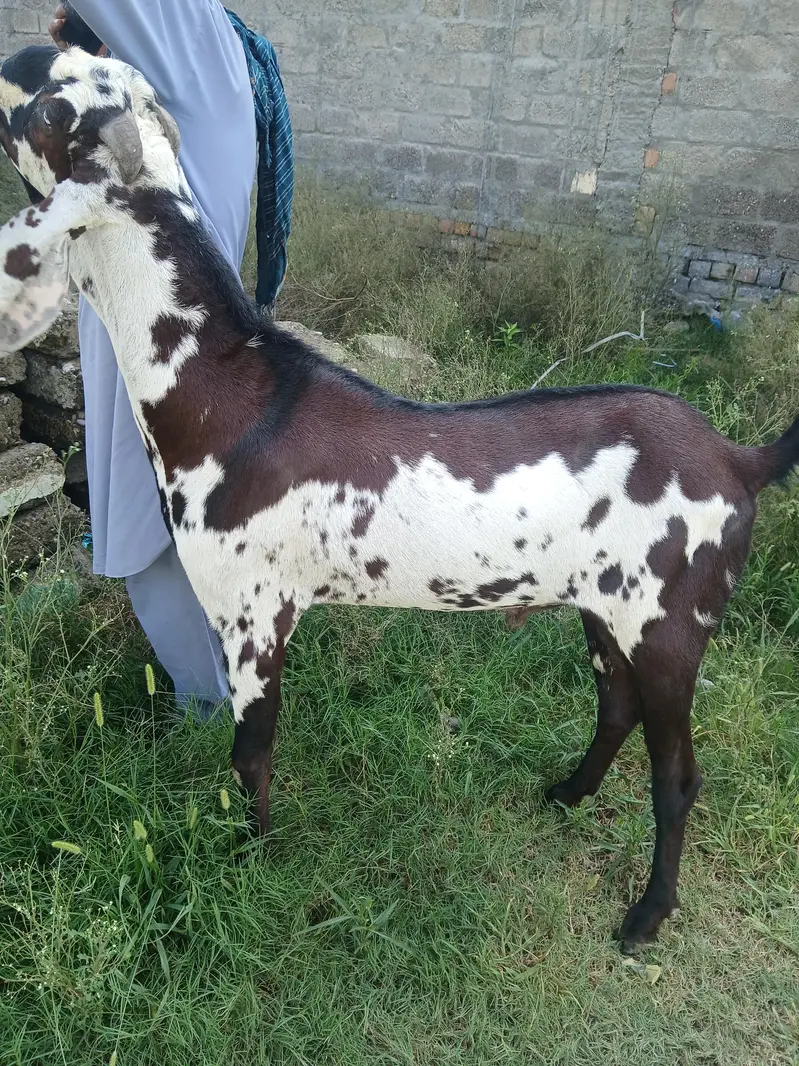 Beetal Breeder male — photo 4