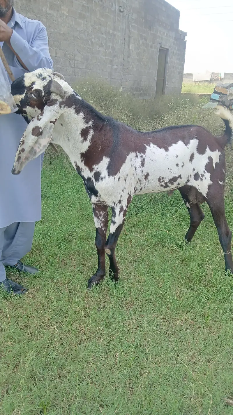 Beetal Breeder male — photo 6