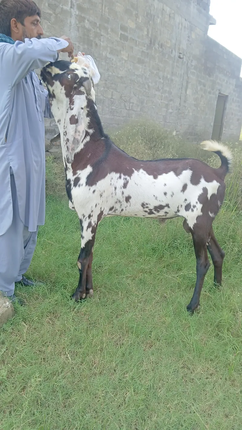 Beetal Breeder male — photo 10