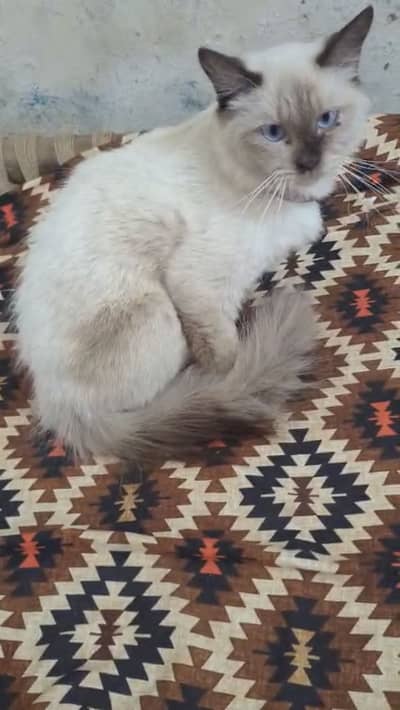 Persian cat double coated